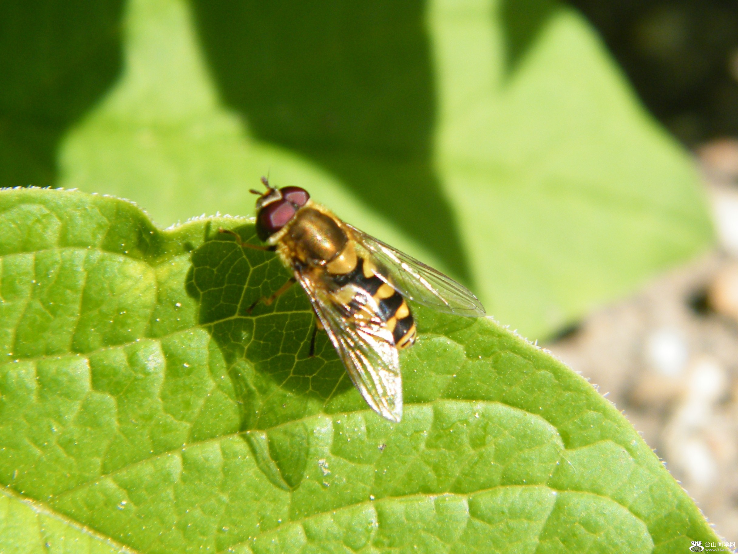 DSCF9271.JPG