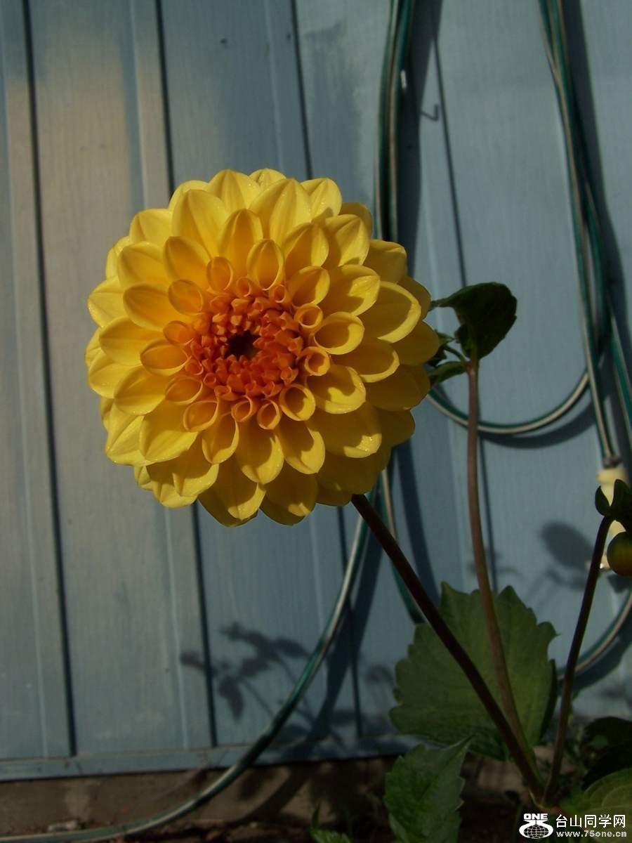 2010 1068.jpg