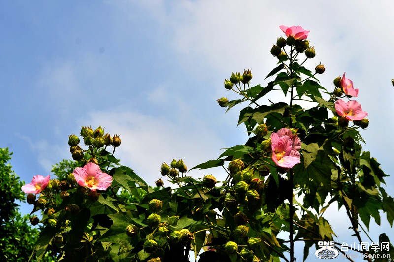 DSC_8934.jpg