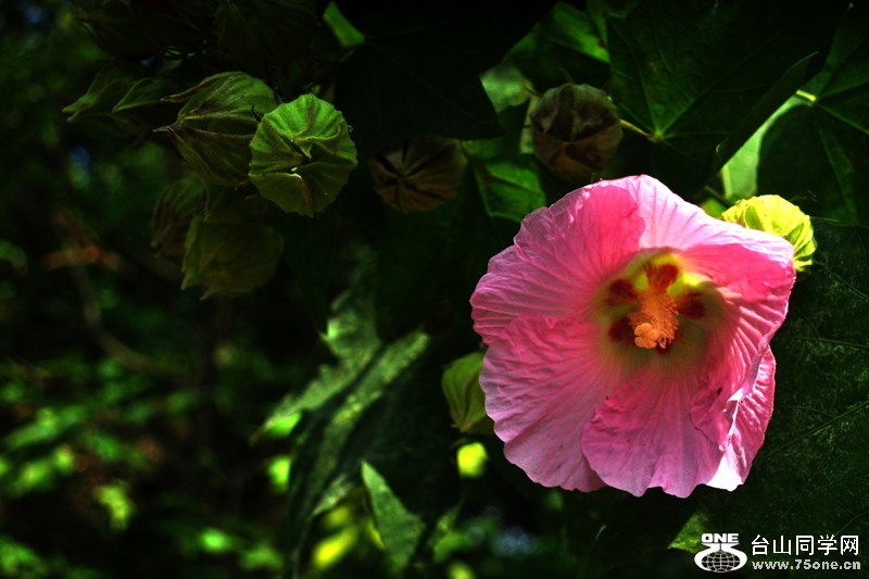 DSC_8941.jpg