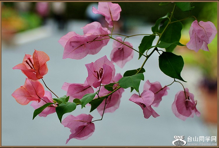 DSC_1102_.jpg