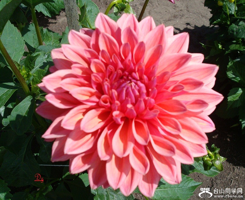 DSC09557-d.jpg