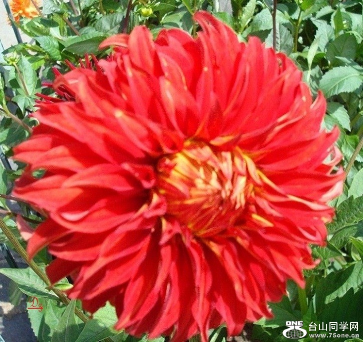 DSC09563-dz.jpg