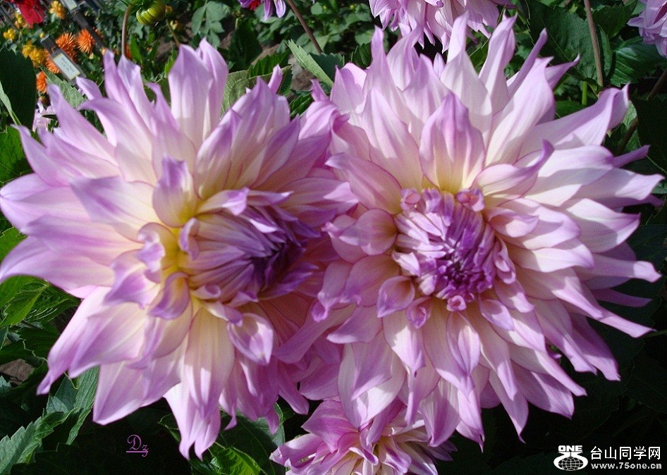 DSC09617-d.jpg