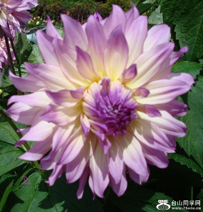 DSC09619-d.jpg