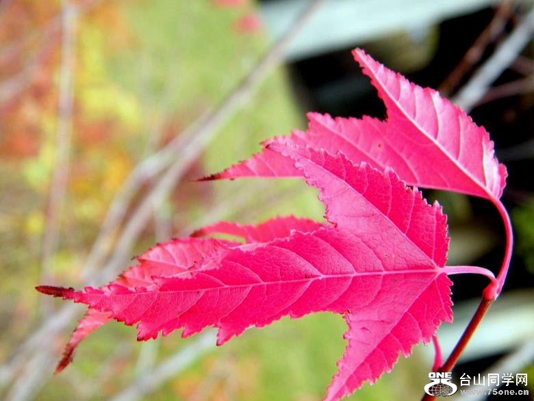 90_3812_4ae54f98cf18287.jpg