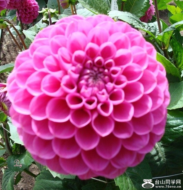 DSC09615-dz.jpg