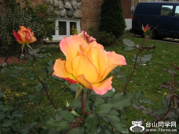 flower.jpg