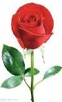 rose.jpg