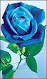 blue rose.jpg