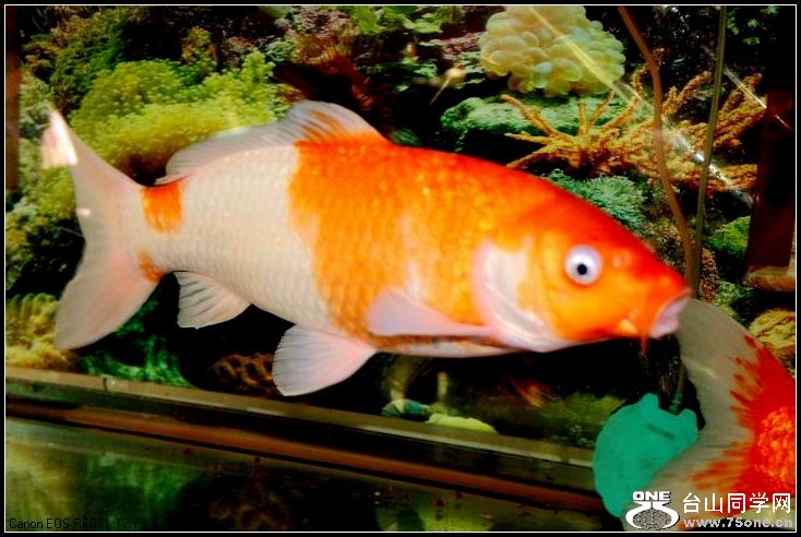 ������С IMG_0139.JPG