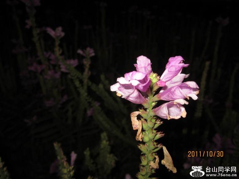 ɽ�������� 789_conew1.jpg