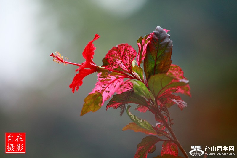 _MG_2209.jpg