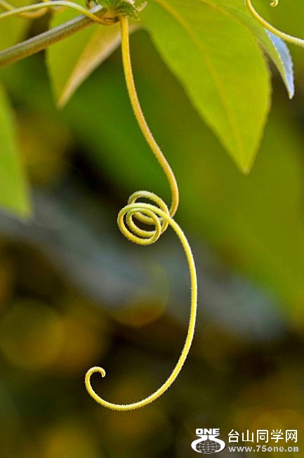 DSC_9437_conew2.jpg