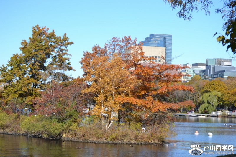 Charlest river 2011-11-05 082 (800x533).jpg