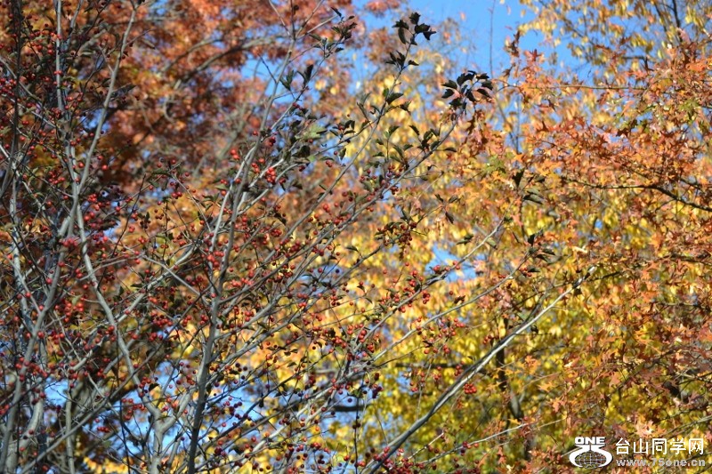 Charlest river 2011-11-05 117 (800x533).jpg