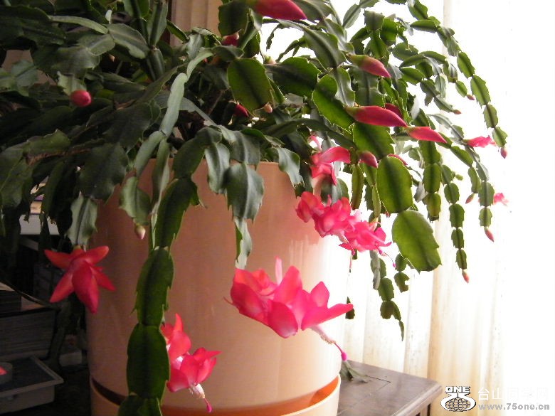 DSCF9694.JPG