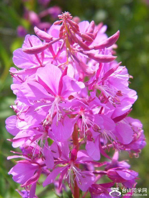 DSCF8113.JPG