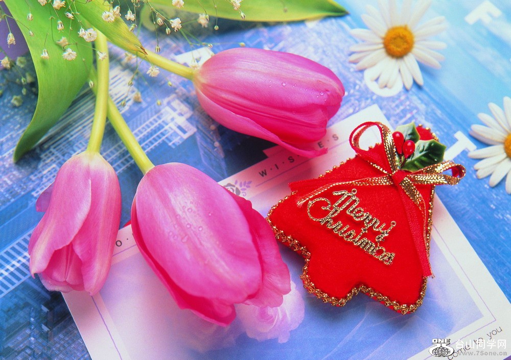 1232009010917272331Merry_Christmas-017[1].jpg