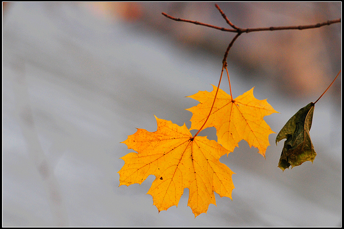 DSC_8548.JPG