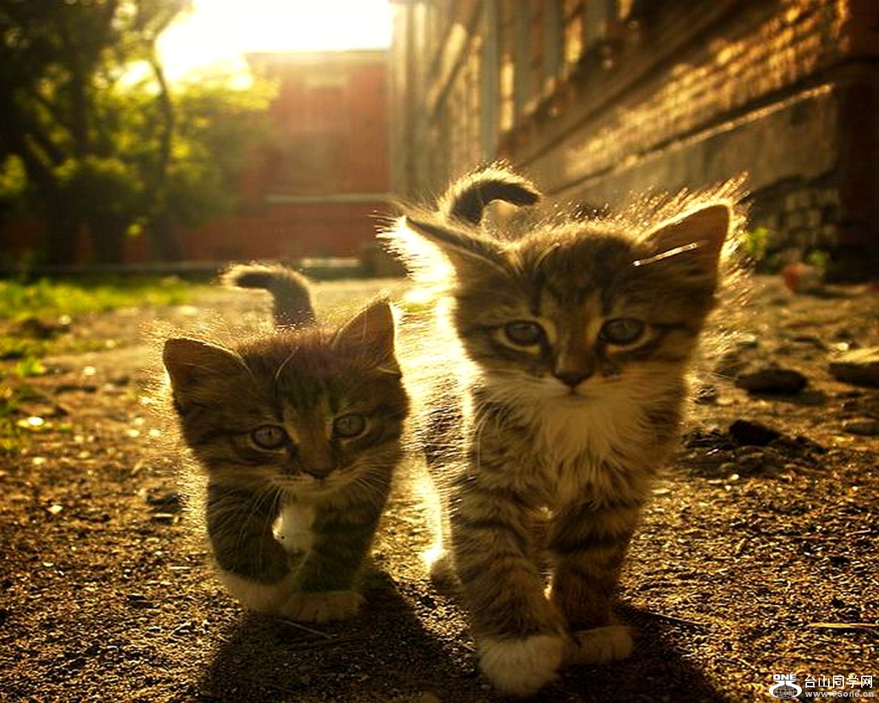 new-friends-kitten[1].jpg