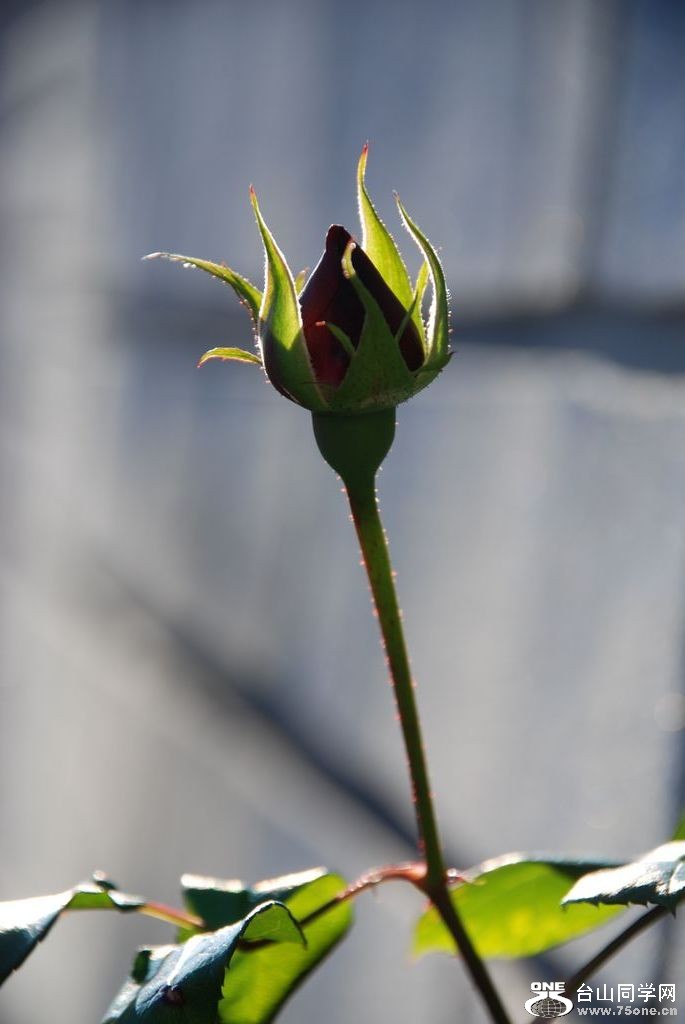 nEO_IMG_DSC_0823.jpg