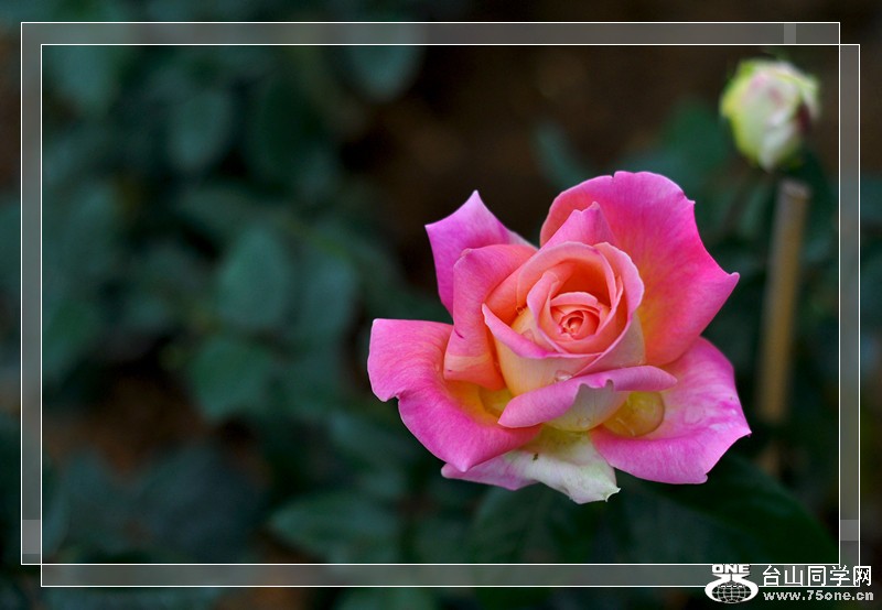DSC_0065_.jpg