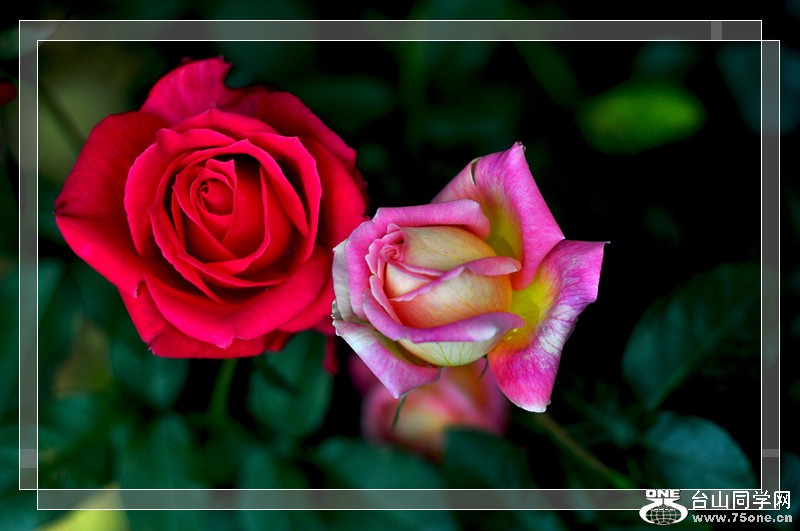 DSC_0295_.jpg