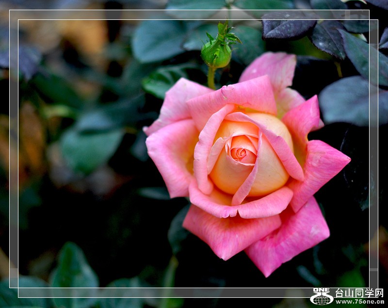 DSC_0080_.jpg