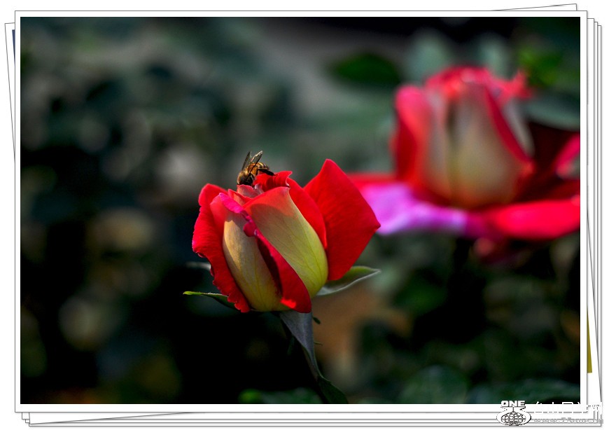 DSC_0365_.jpg