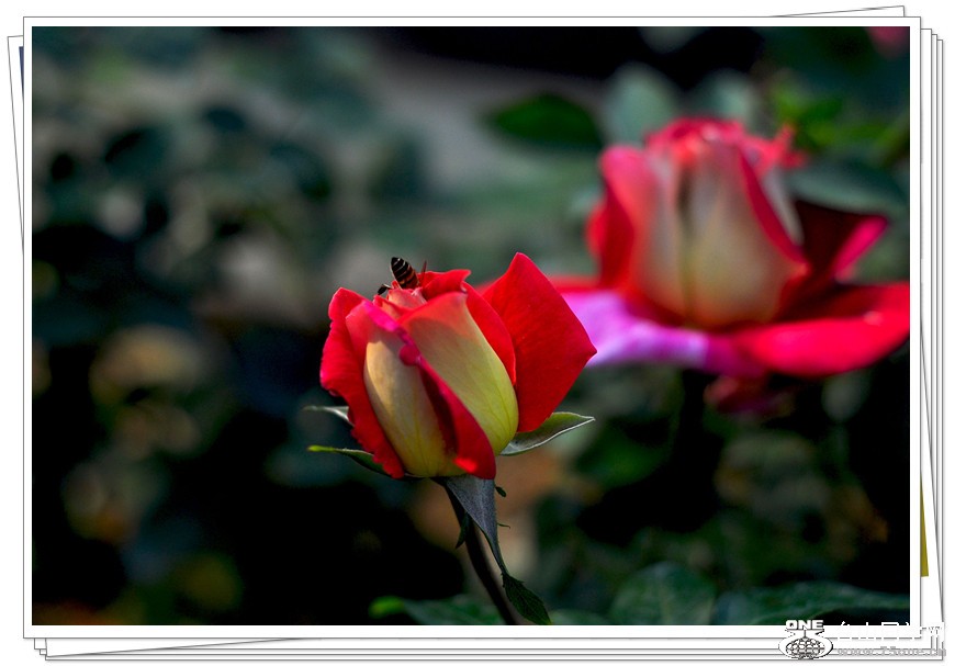 DSC_0363_.jpg