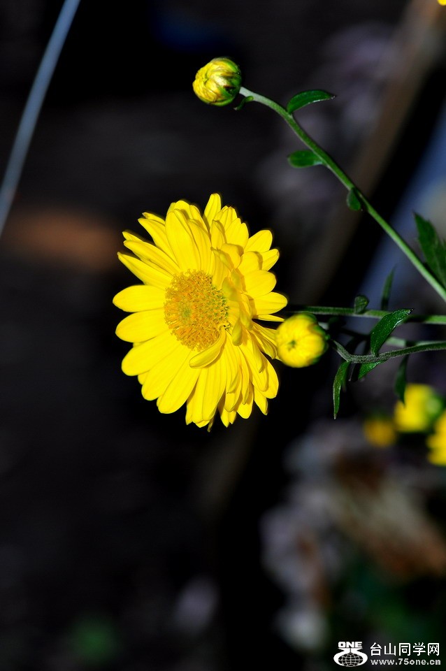 DSC_1715aa.jpg