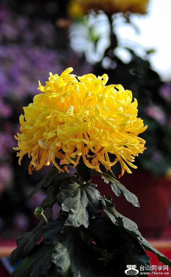 DSC_1957aa.jpg