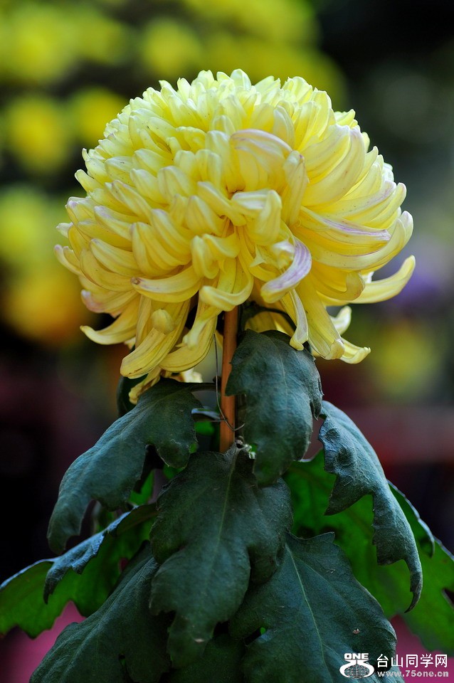 DSC_1950aa.jpg