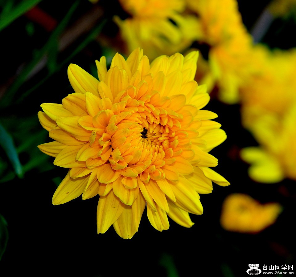 DSC_1753aa.jpg