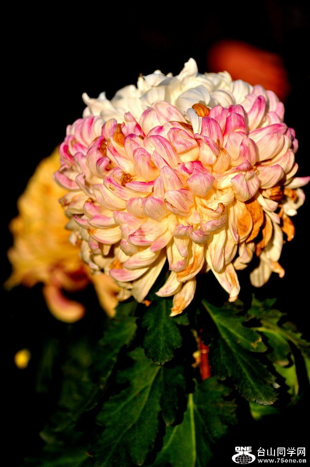 DSC_2034aa.jpg
