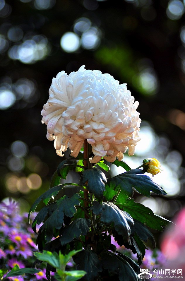 DSC_1956aa.jpg