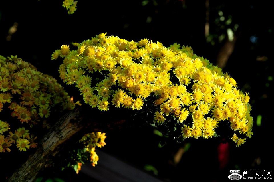 DSC_1789aa.jpg