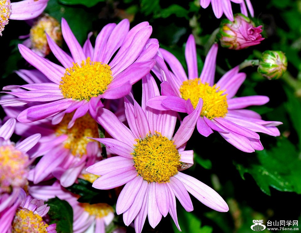 DSC_1783aa.jpg