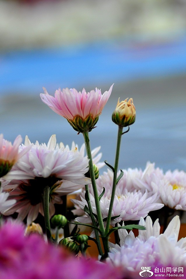 DSC_1869aa.jpg