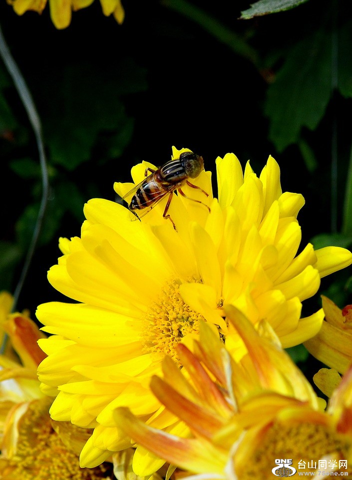 DSC_1682aa.jpg