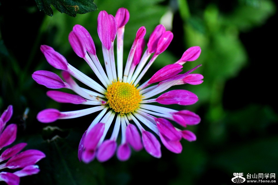 DSC_1798aa.jpg