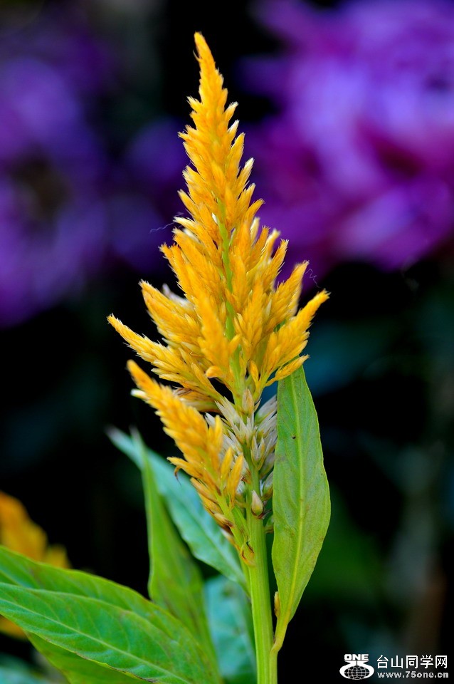 DSC_1727aa.jpg