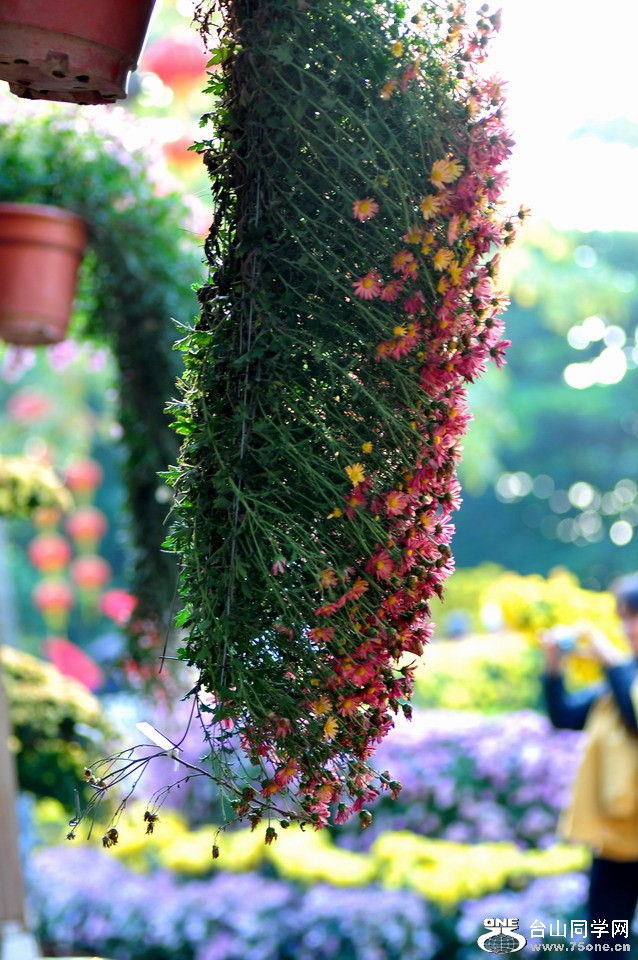 DSC_2048aa.jpg