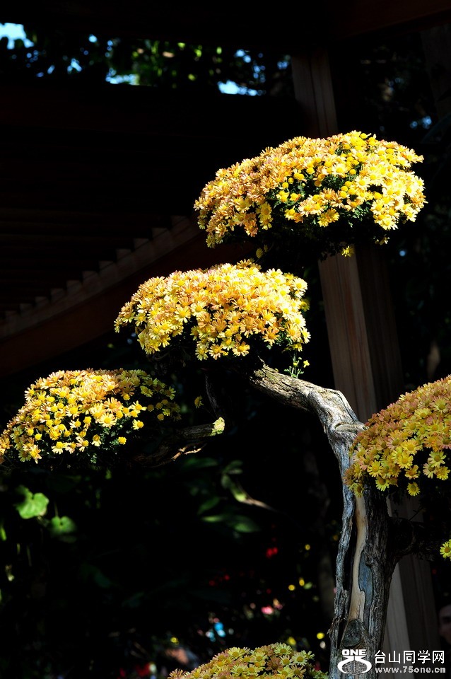 DSC_1802aa.jpg