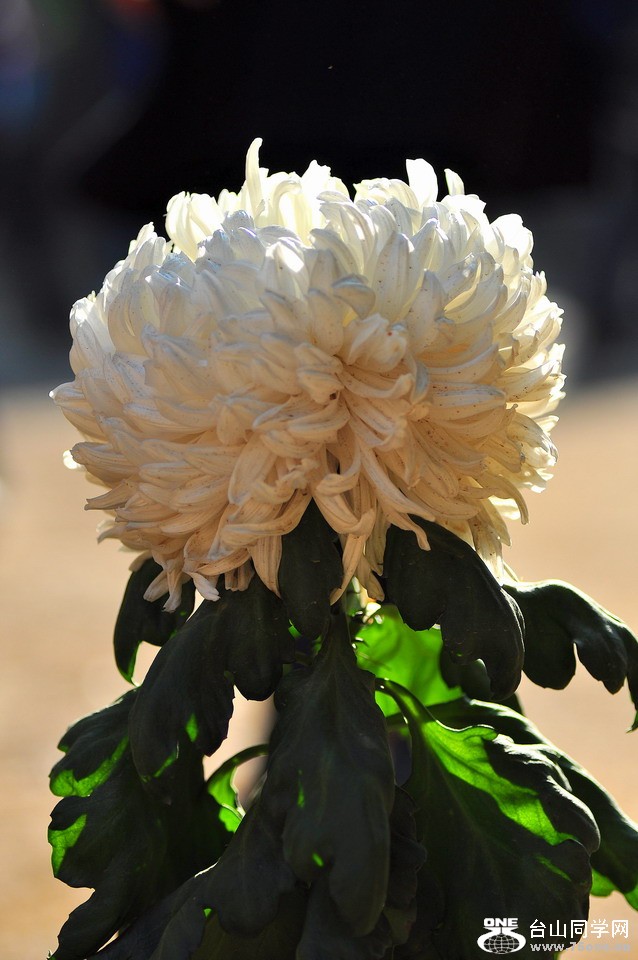 DSC_1967aa.jpg