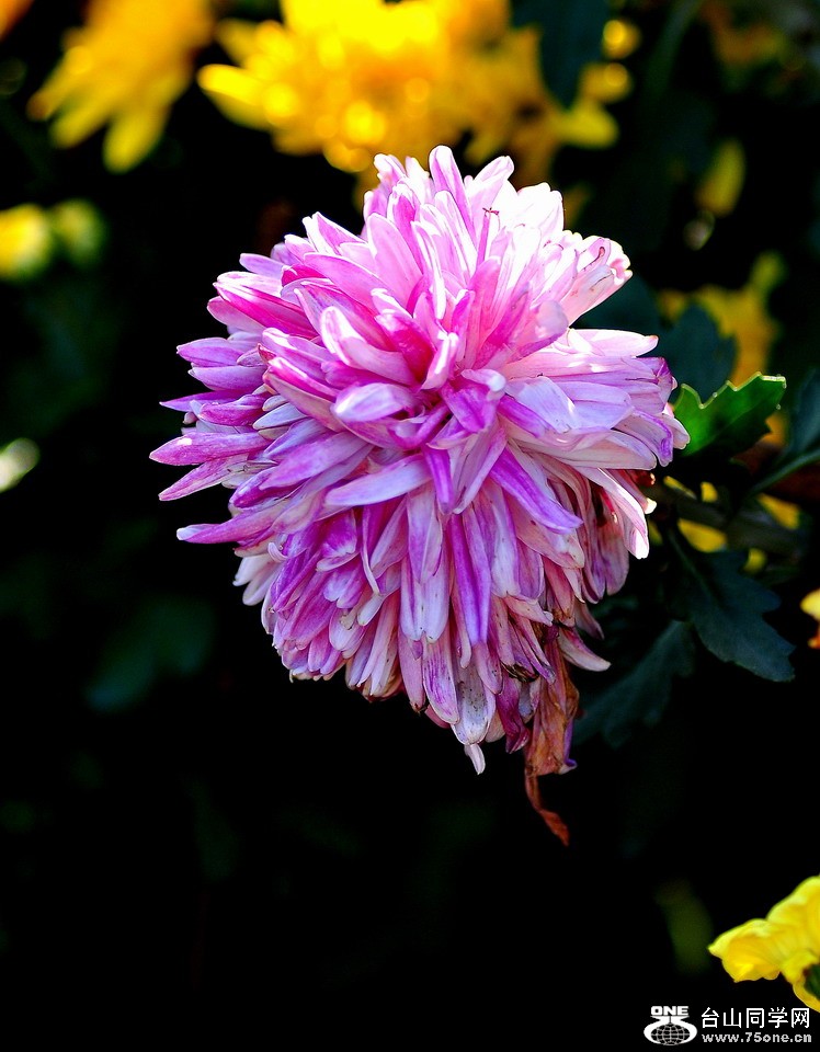 DSC_1876aa.jpg
