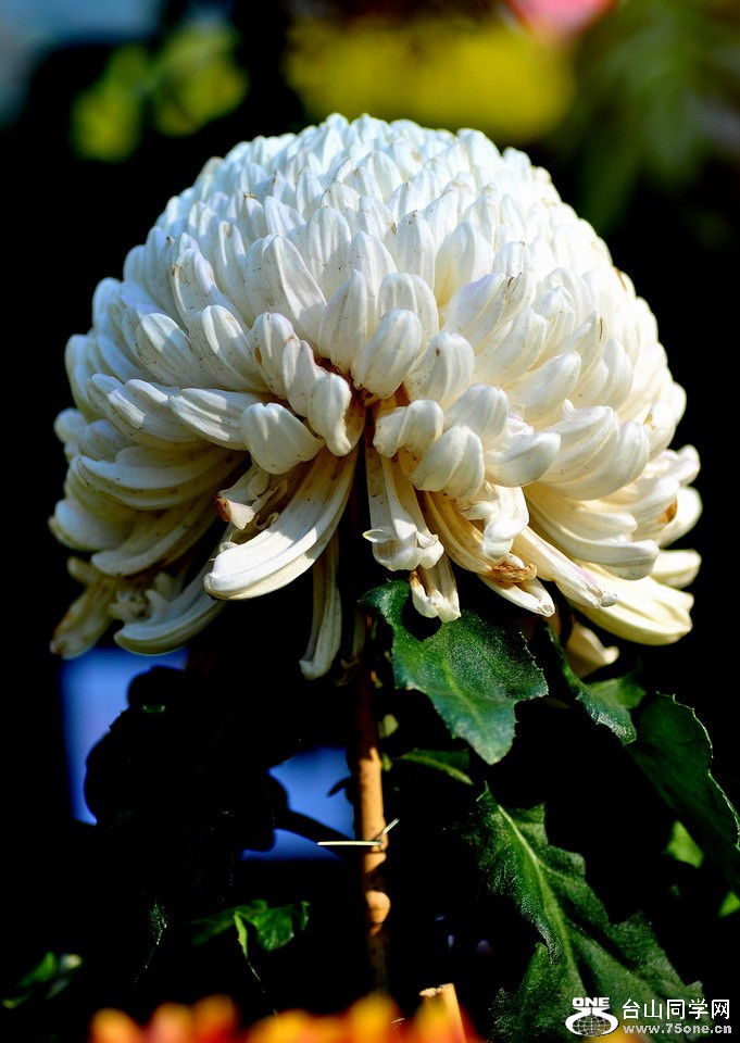 DSC_1892aa.jpg