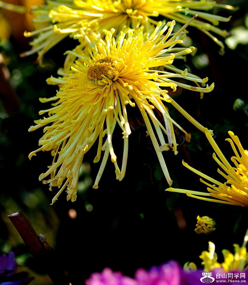 DSC_1883aa.jpg
