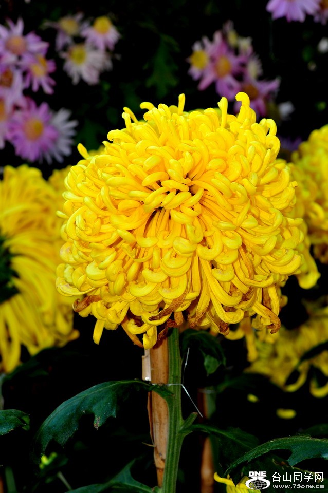 DSC_1780aa.jpg